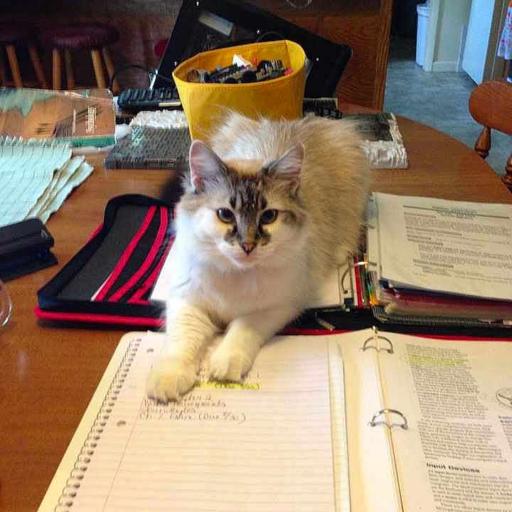 Snowbell is registered to the contest to win money with this photo: