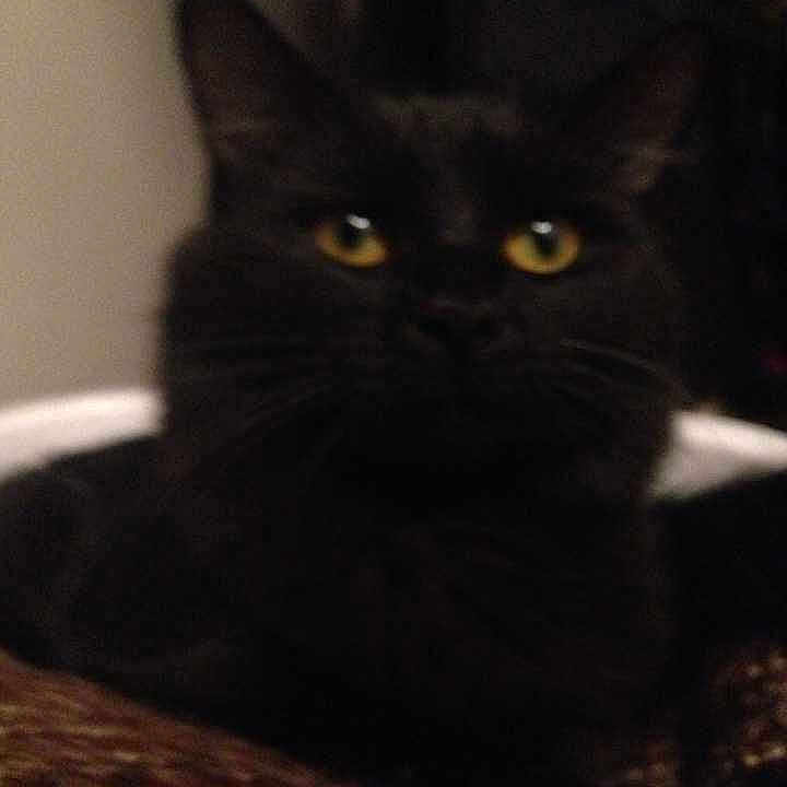 Sadie