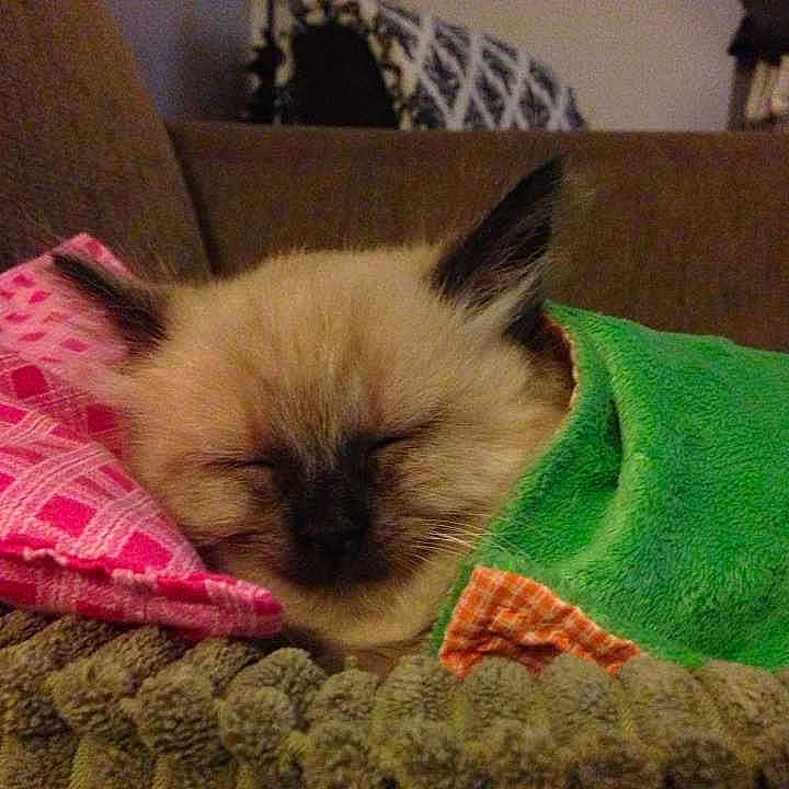 Fuzz