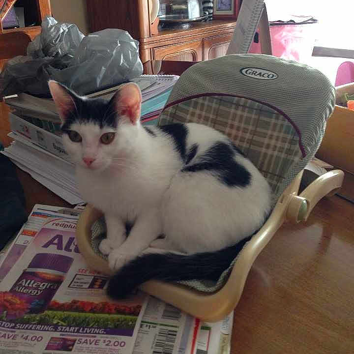 Oreo