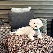Cookie joined the competition — help win amazing prizes! dog, white_dog, fluffy, leopard_print, blanket, wicker, ottoman, cushion, chair, indoor, pet, collar, relaxed, furniture, animal, cute, cozy, resting, home, portrait