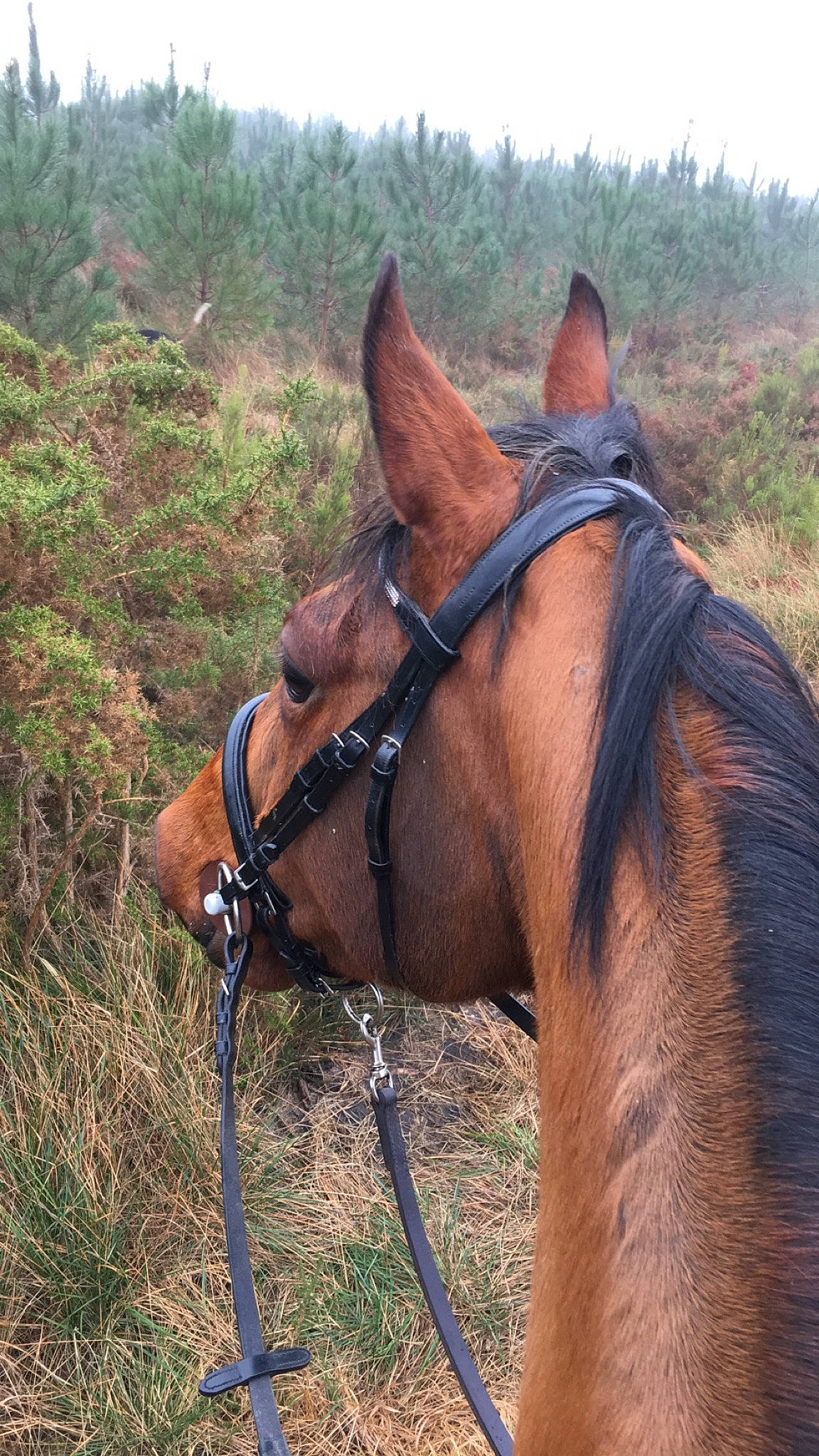 Dorzief a rejoint le concours — aidez-le/la à gagner de superbes lots ! bit, bridle, halter, horse, horse_harness, horse_supplies, horse_tack, liver, mammal, mane, mare, mustang_horse, pack_animal, rein, snout, sorrel, stallion, working_animal