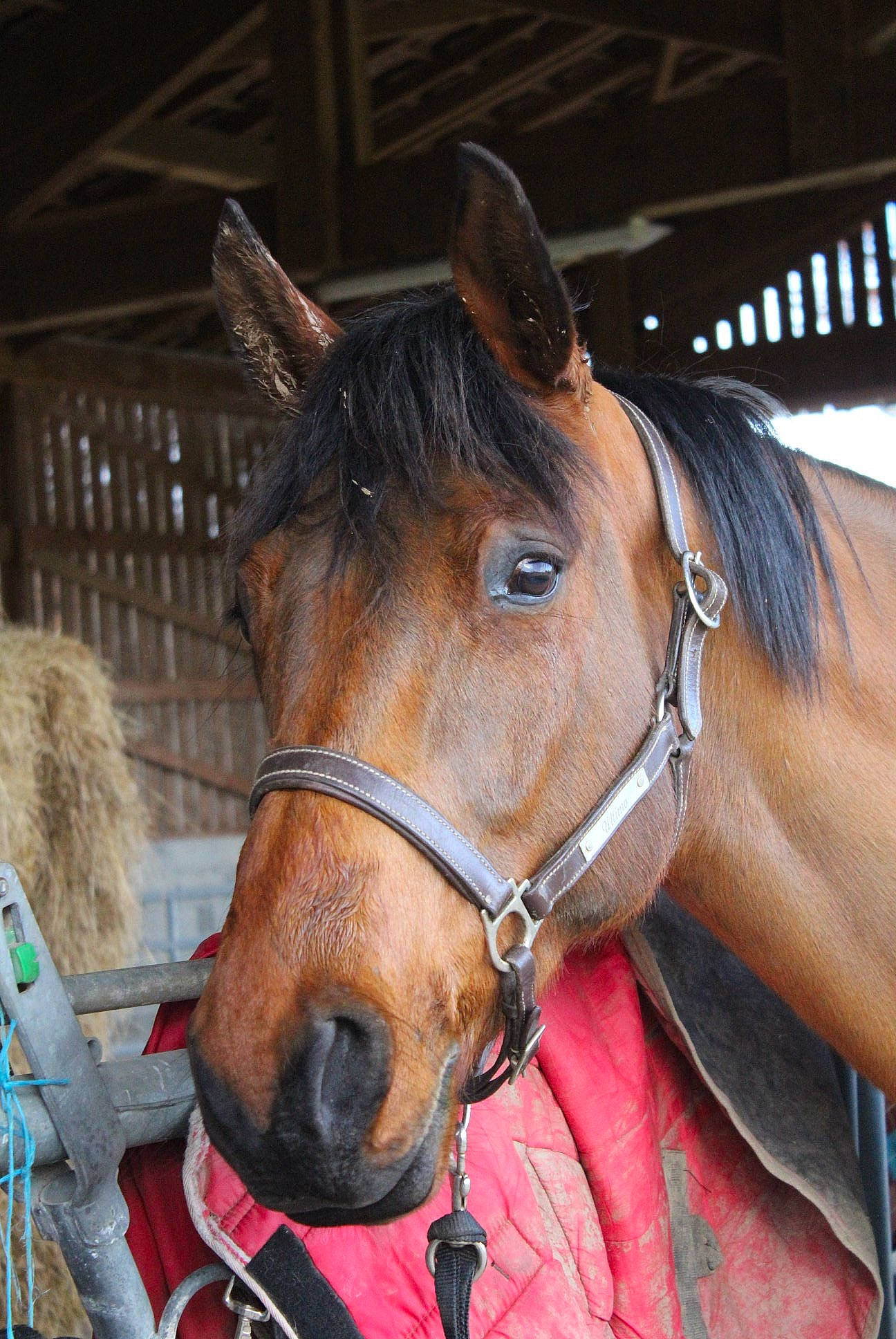 Dorzief a rejoint le concours — aidez-le/la à gagner de superbes lots ! bit, bridle, halter, horse, horse_grooming, horse_harness, horse_supplies, horse_tack, liver, mammal, mane, mare, mustang_horse, pack_animal, rein, snout, sorrel, stable, stallion