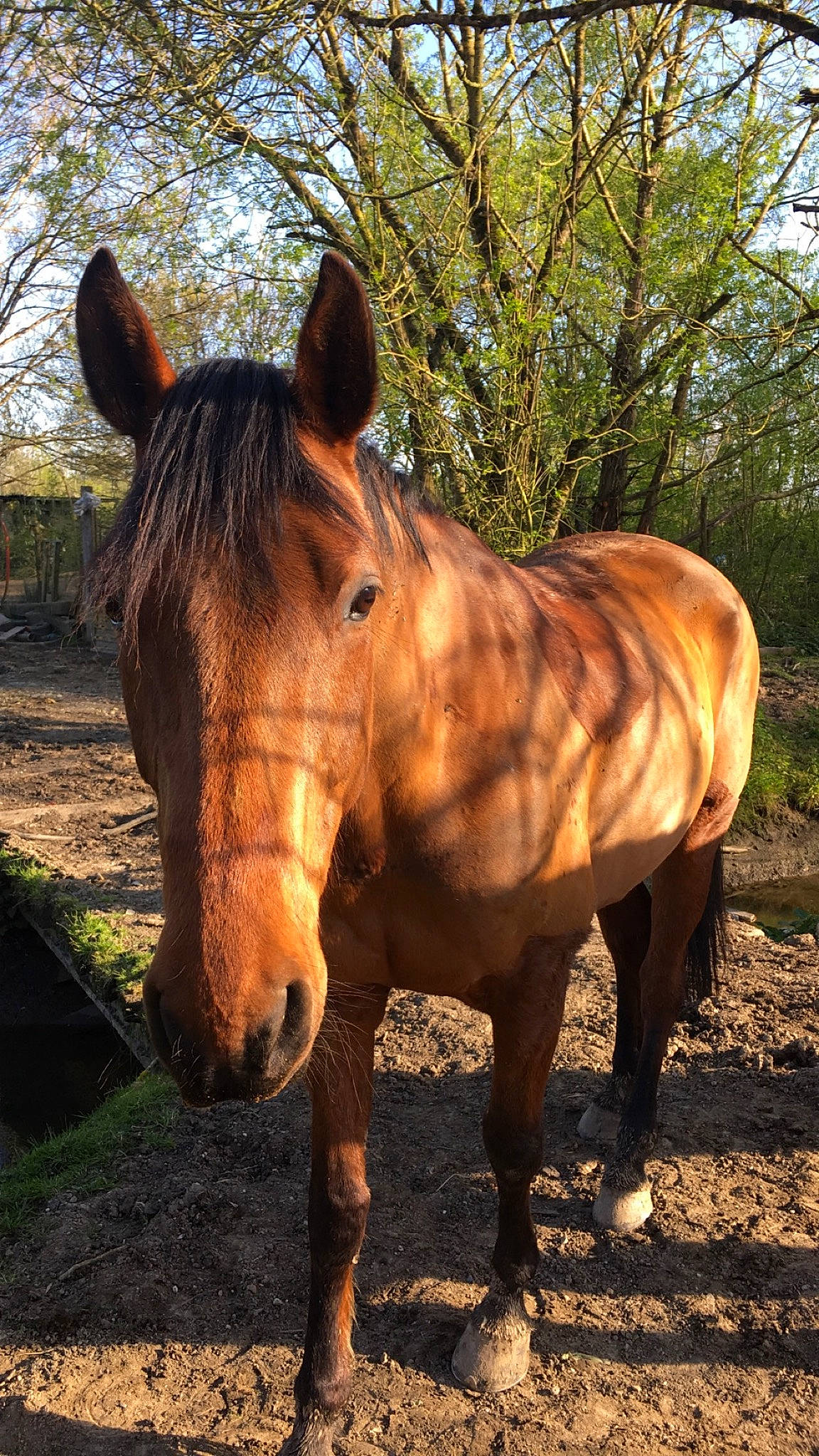 Dorzief a rejoint le concours — aidez-le/la à gagner de superbes lots ! fawn, horse, landscape, liver, livestock, mammal, mane, mare, mustang_horse, pack_animal, snout, sorrel, stallion, terrestrial_animal, vertebrate, wildlife