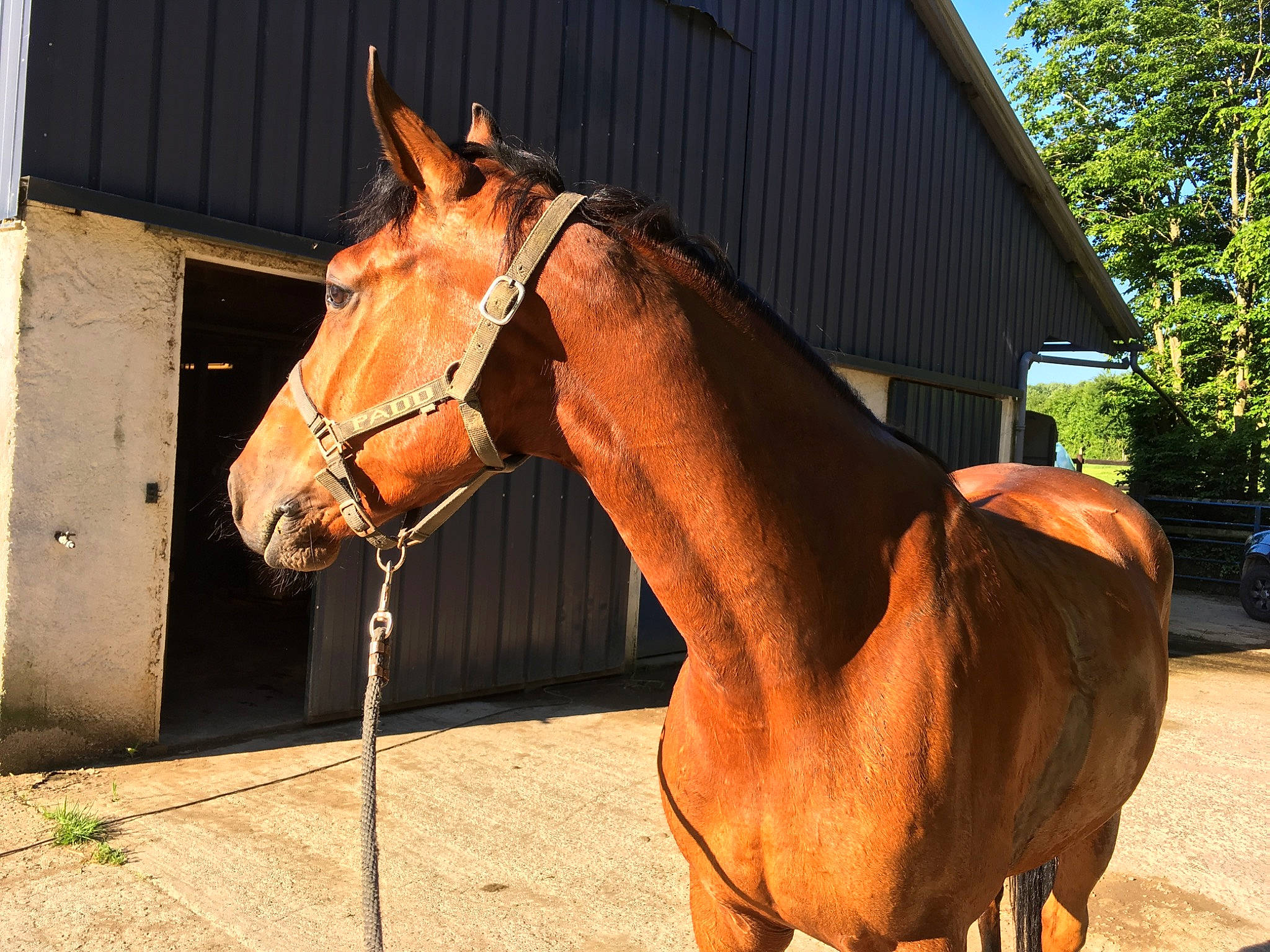 Dorzief a rejoint le concours — aidez-le/la à gagner de superbes lots ! bit, bridle, halter, horse, horse_supplies, horse_tack, liver, mammal, mane, mare, mustang_horse, pack_animal, rein, snout, sorrel, stable, stallion, vertebrate