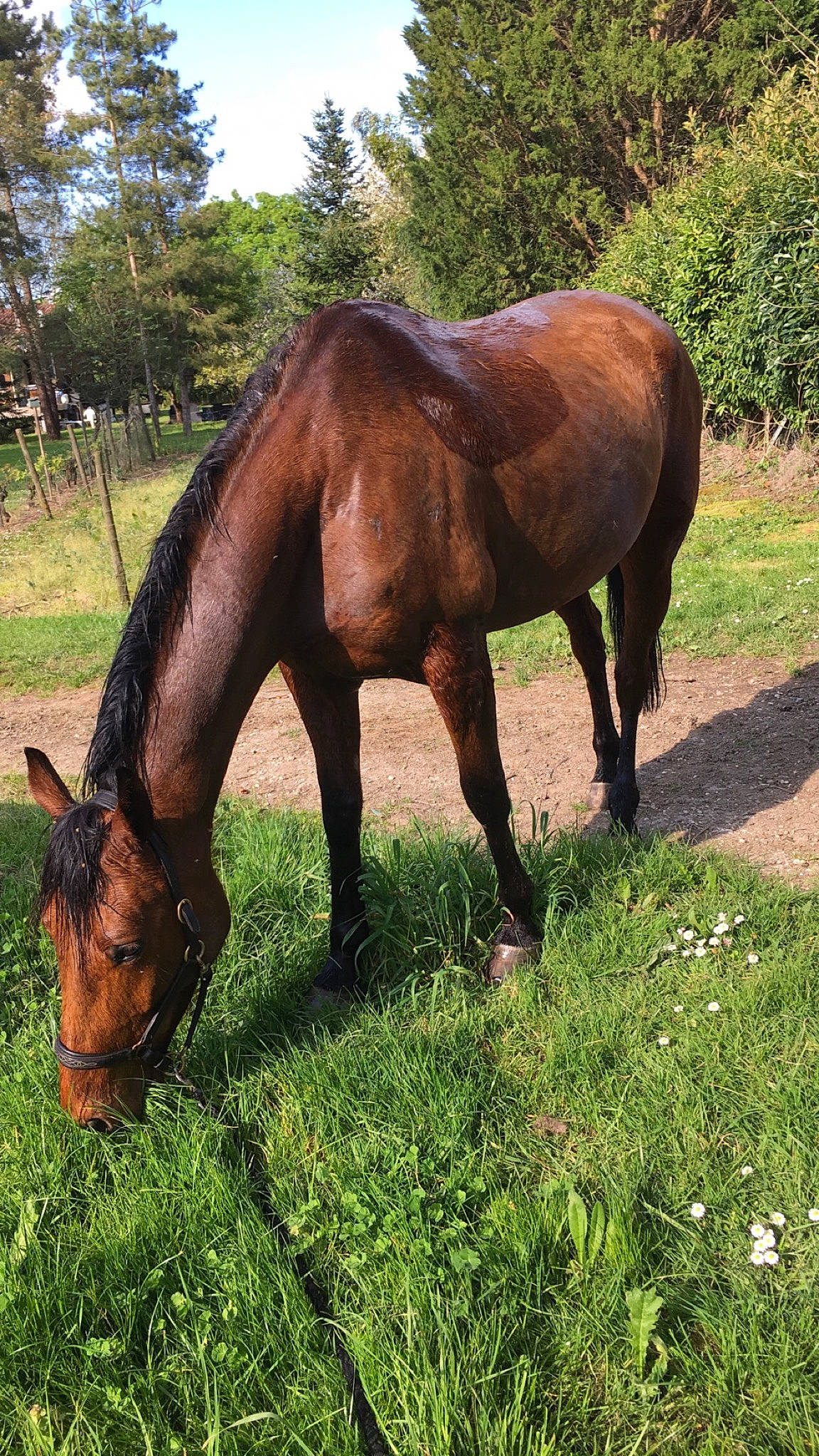 Dorzief a rejoint le concours — aidez-le/la à gagner de superbes lots ! colt, grass, grassland, grazing, horse, landscape, liver, livestock, mammal, mane, mare, mustang_horse, pasture, plant, ranch, sorrel, stallion, terrestrial_animal, vertebrate, wildlife