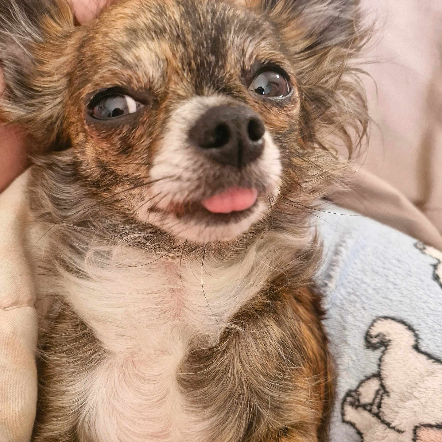 Plume participe au concours pour gagner de l'argent avec cette photo : animal, bodypart, canine, chihuahua, cockerspaniel, dog, face, head, mouth, papillon, person, pet, photography, poodle, portrait, puppy, teeth, terrier, tongue