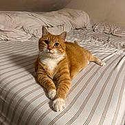 Zoe Chan is registered to the contest to win money with this photo: animal, bed, cat, cozy, curious, cute, domestic, ears, feline, fur, household, indoor, orange_tabby, paws, pet, relaxed, resting, striped_sheets, whiskers, white_paws