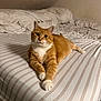 animal, bed, cat, cozy, curious, cute, domestic, ears, feline, fur, household, indoor, orange_tabby, paws, pet, relaxed, resting, striped_sheets, whiskers, white_paws