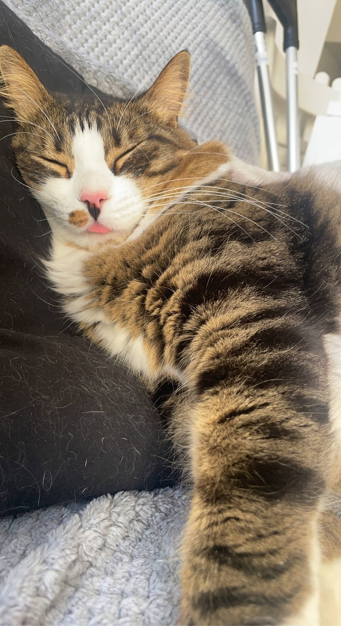 Gnocchi a rejoint le concours — aidez-le/la à gagner de superbes lots ! carnivore, cat, claw, domestic_short_haired_cat, felidae, fur, grass, paw, road_surface, sitting, small_to_medium_sized_cats, snout, tail, terrestrial_animal, tree, whiskers, wildlife