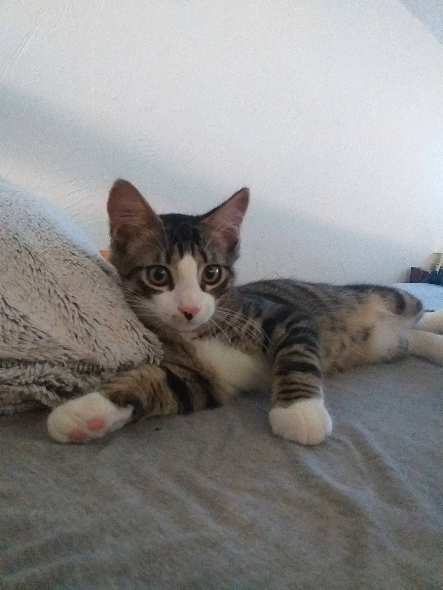 Symba a rejoint le concours — aidez-le/la à gagner de superbes lots ! aegean_cat, american_shorthair, american_wirehair, arabian_mau, asian, carnivore, cat, domestic_short_haired_cat, dragon_li, european_shorthair, felidae, kitten, mammal, paw, polydactyl_cat, small_to_medium_sized_cats, tabby_cat, whiskers