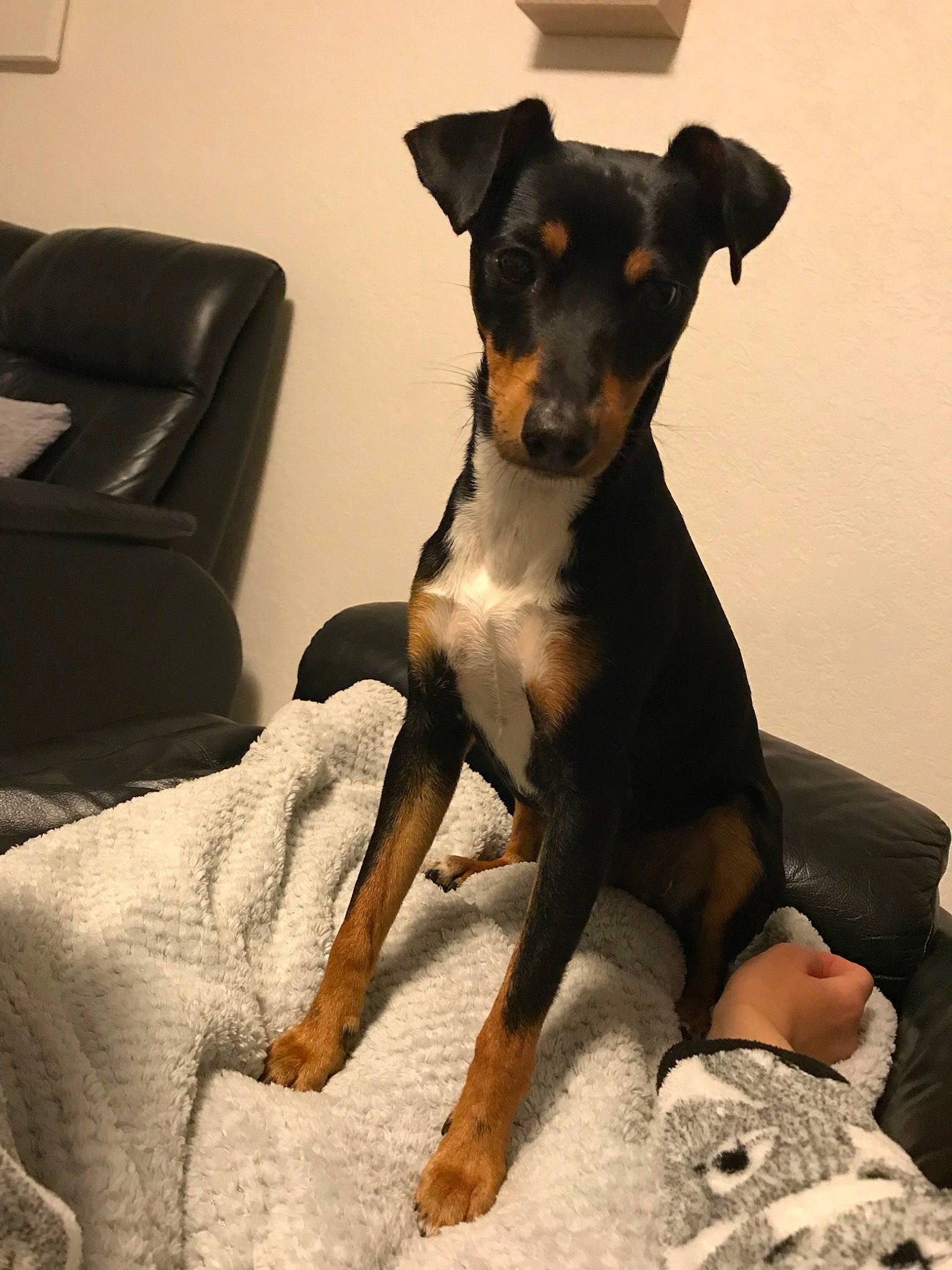 Speed a rejoint le concours — aidez-le/la à gagner de superbes lots ! appenzeller_sennenhund, black_and_tan_terrier, canidae, carnivore, companion_dog, dog, dog_breed, english_toy_terrier, german_pinscher, huntaway, mammal, manchester_terrier, miniature_pinscher, pinscher, prazsky_krysarik, puppy, rare_breed_dog, toy_dog, toy_manchester_terrier, vertebrate