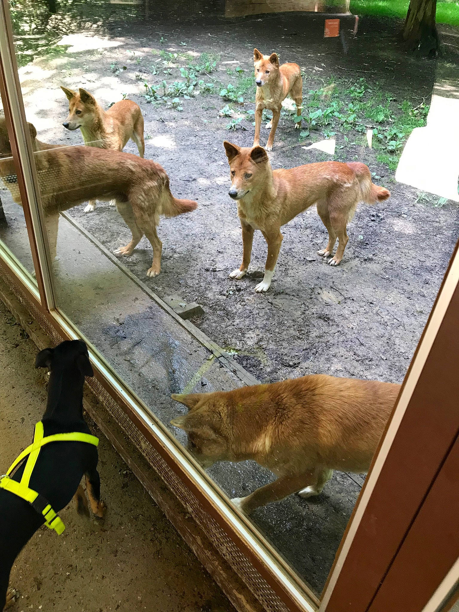 Speed a rejoint le concours — aidez-le/la à gagner de superbes lots ! canidae, carnivore, carolina_dog, dingo, dog, dog_breed, fawn, formosan_mountain_dog, mammal, new_guinea_singing_dog, pariah_dog, street_dog, vertebrate