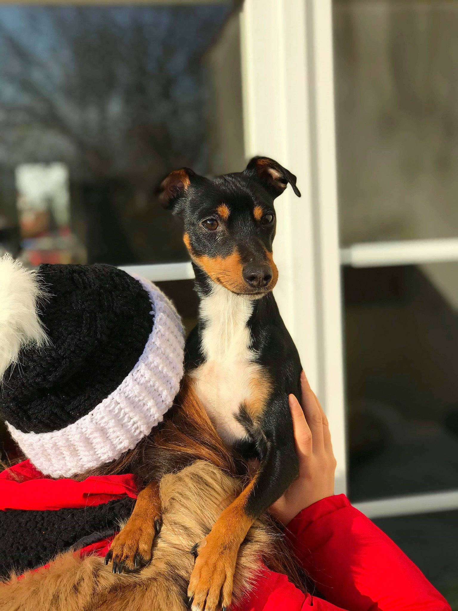 Speed participe au concours pour gagner de l'argent avec cette photo : canidae, carnivore, companion_dog, dog, dog_breed, german_pinscher, mammal, manchester_terrier, puppy, snout, toy_manchester_terrier, vertebrate