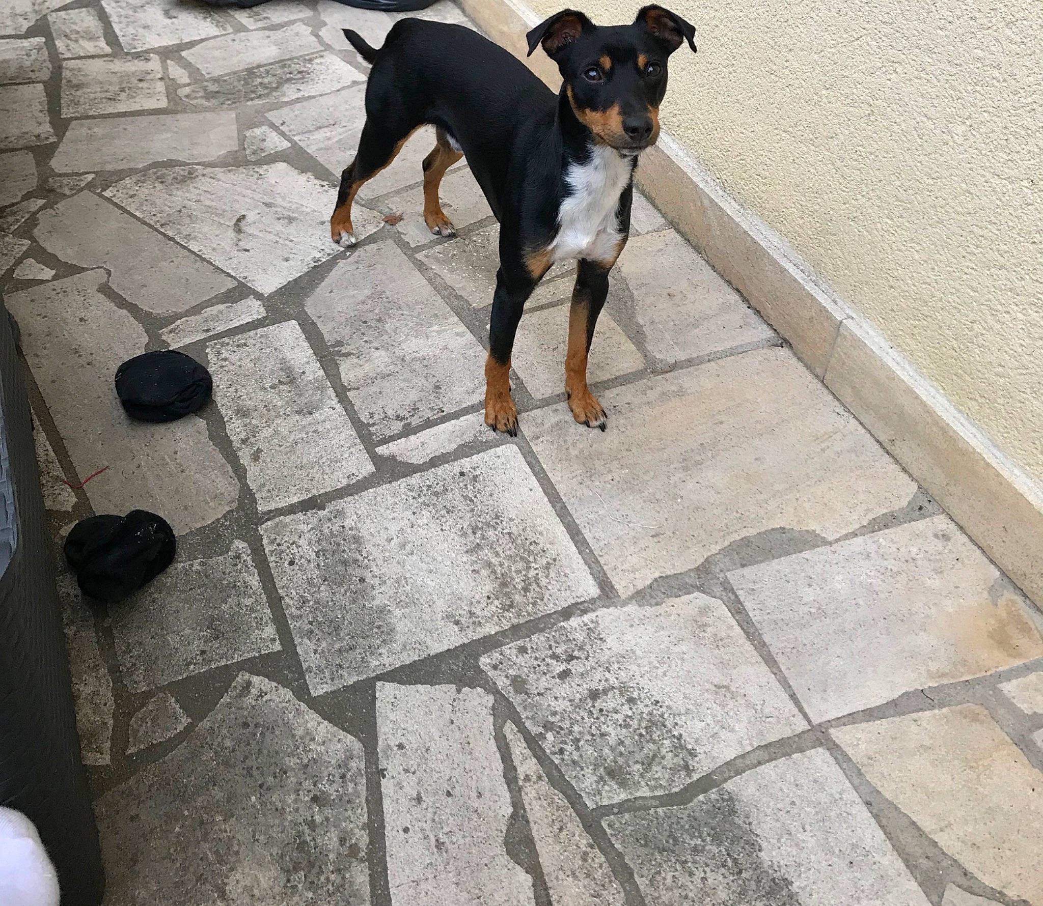 Speed a rejoint le concours — aidez-le/la à gagner de superbes lots ! black_and_tan_terrier, brazilian_terrier, canidae, carnivore, dog, dog_breed, english_toy_terrier, flooring, german_pinscher, guard_dog, mammal, manchester_terrier, miniature_pinscher, pinscher, prazsky_krysarik, ratonero_bodeguero_andaluz, toy_dog, toy_manchester_terrier, vertebrate, working_dog