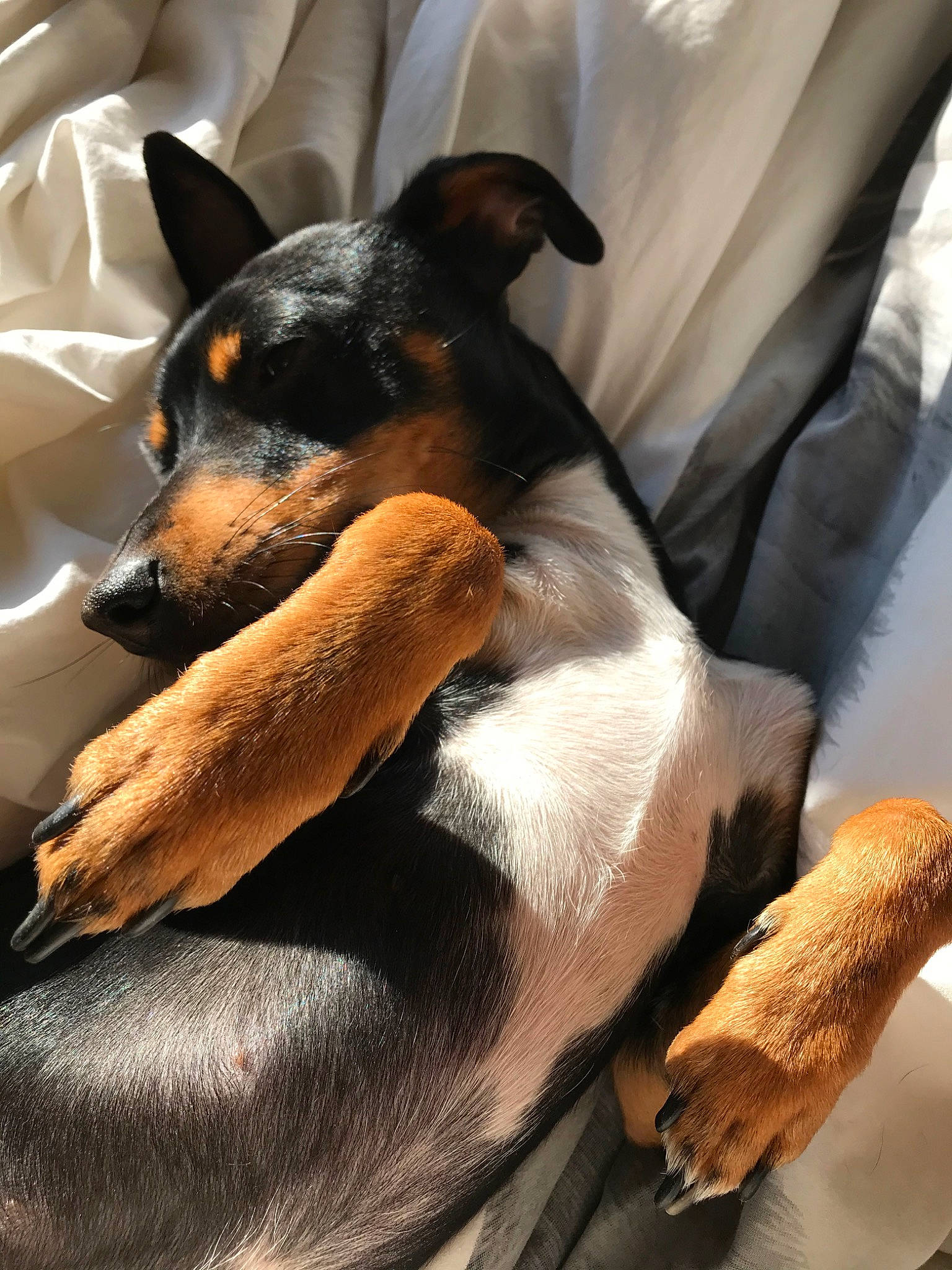 Speed a rejoint le concours — aidez-le/la à gagner de superbes lots ! beauceron, canidae, carnivore, companion_dog, dobermann, dog, dog_breed, german_pinscher, huntaway, mammal, manchester_terrier, miniature_pinscher, paw, pinscher, prazsky_krysarik, puppy, smooth_collie, snout, toy_manchester_terrier, vertebrate