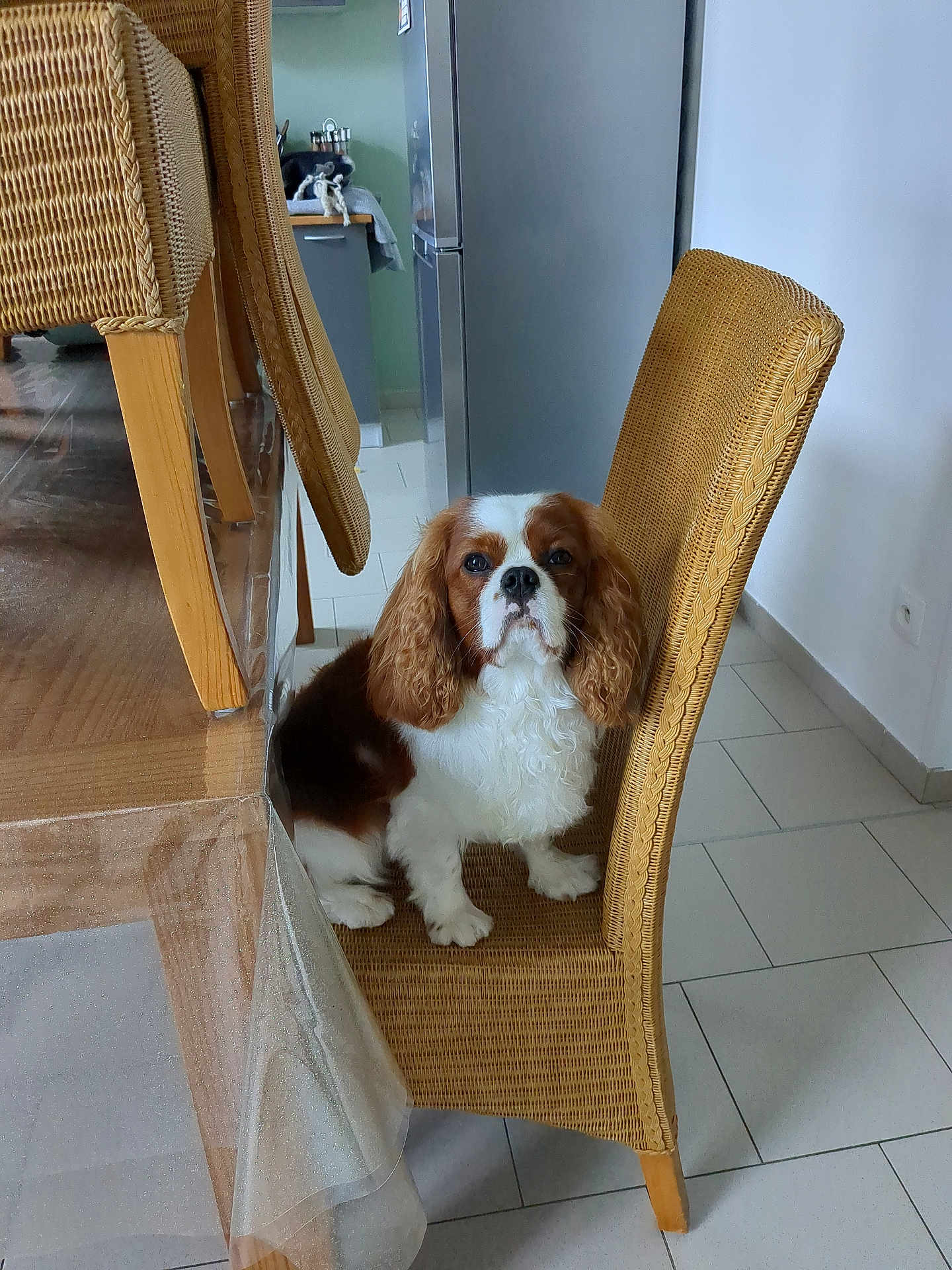 Vendetta participe au concours pour gagner de l'argent avec cette photo : dog, cavalier_king_charles_spaniel, chair, wicker, dining_table, interior, kitchen, floor_tiles, pet, domestic_animal, furniture, brown_and_white, sitting, looking, home, tablecloth, wood, window_light, calm, cozy