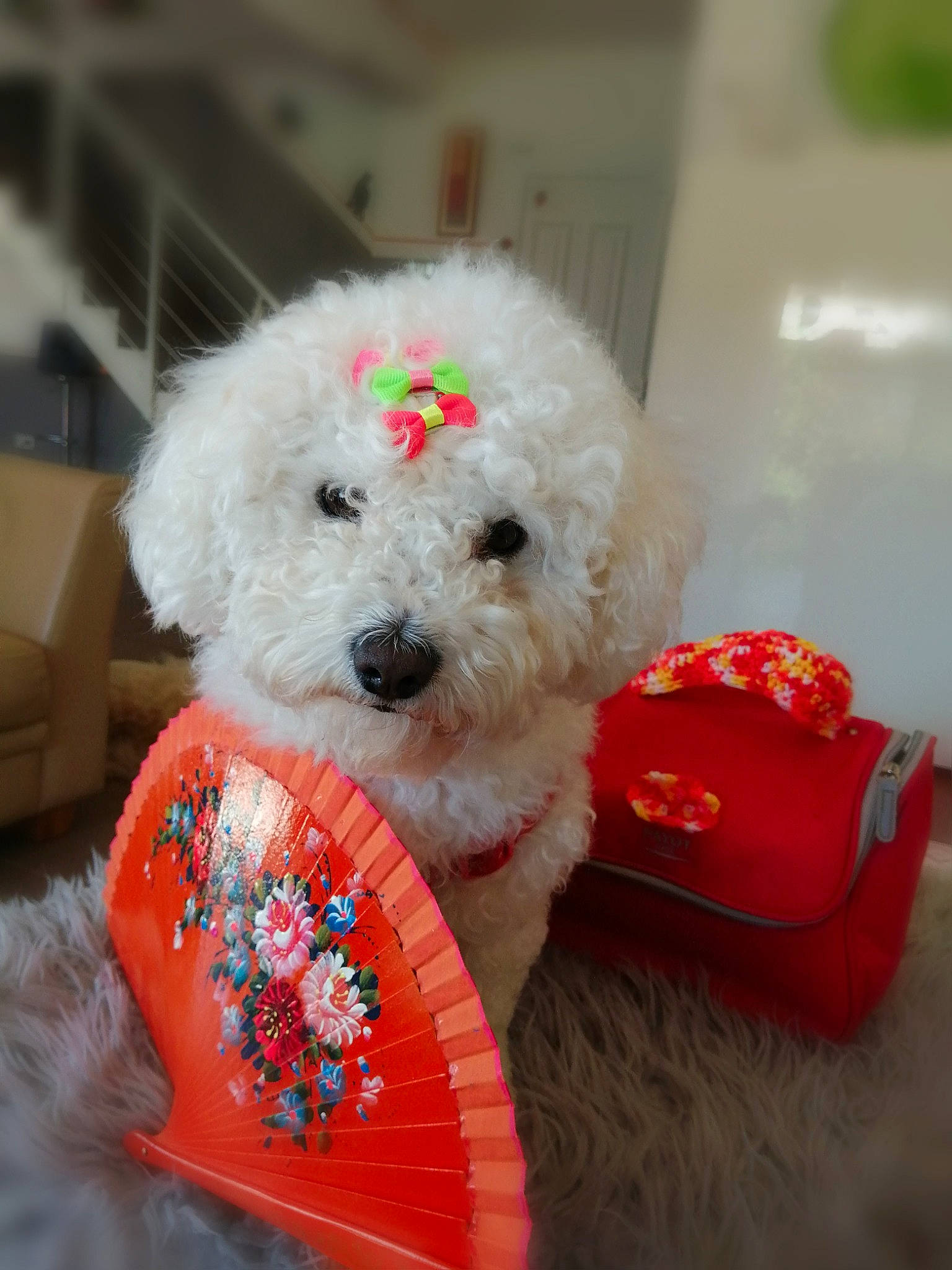 Lili participe au concours pour gagner de l'argent avec cette photo : canidae, carnivore, collar, companion_dog, dog, dog_breed, dog_clothes, dog_supply, fashion_accessory, fur, labradoodle, maltepoo, pet_supply, puppy_love, snout, sporting_group, stuffed_toy, terrier, toy, toy_dog