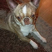Nat Lanfaca a rejoint le concours — aidez-le/la à gagner de superbes lots ! animal, brown, canine, carpet, closeup, companion, cute, dog, domestic_animal, ears, face, floor, fur, indoor, laying_down, looking, paw, pet, small_dog, white