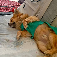 Nathalie Lanfranca participe au concours pour gagner de l'argent avec cette photo : animal, bed, blanket, canine, cockerspaniel, couch, cushion, dog, electronics, face, furniture, goldenretriever, head, homedecor, hound, papillon, person, pet, puppy, remotecontrol