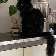 Osis a rejoint le concours — aidez-le/la à gagner de superbes lots ! black_cat, cat, pet, feline, indoor, houseplant, countertop, kitchen, decor, plant_pot, leaf, tail, animal, mammal, domestic_animal, yellow_eyes, fluffy, sitting, furniture, home