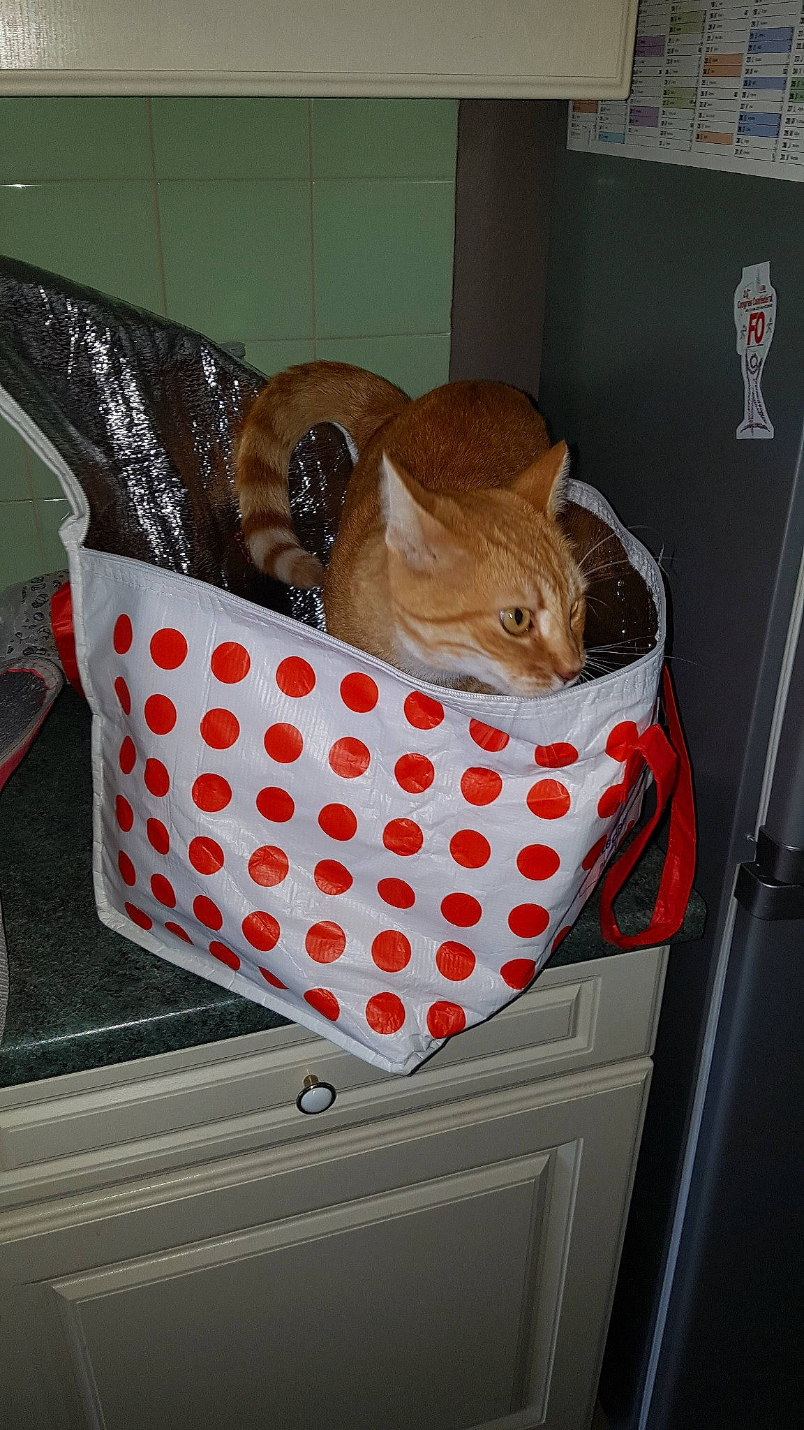 Percée a rejoint le concours — aidez-le/la à gagner de superbes lots ! carnivore, cat, fawn, felidae, kitten, small_to_medium_sized_cats, tabby_cat, whiskers