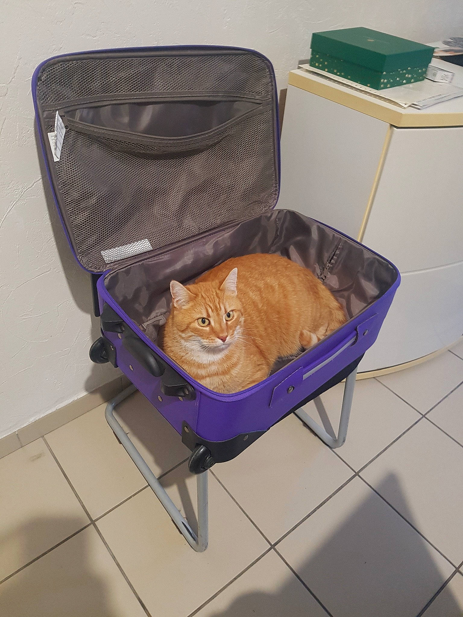 Percée a rejoint le concours — aidez-le/la à gagner de superbes lots ! carnivore, cat, cat_supply, domestic_short_haired_cat, european_shorthair, felidae, kitten, litter_box, small_to_medium_sized_cats, tabby_cat, whiskers