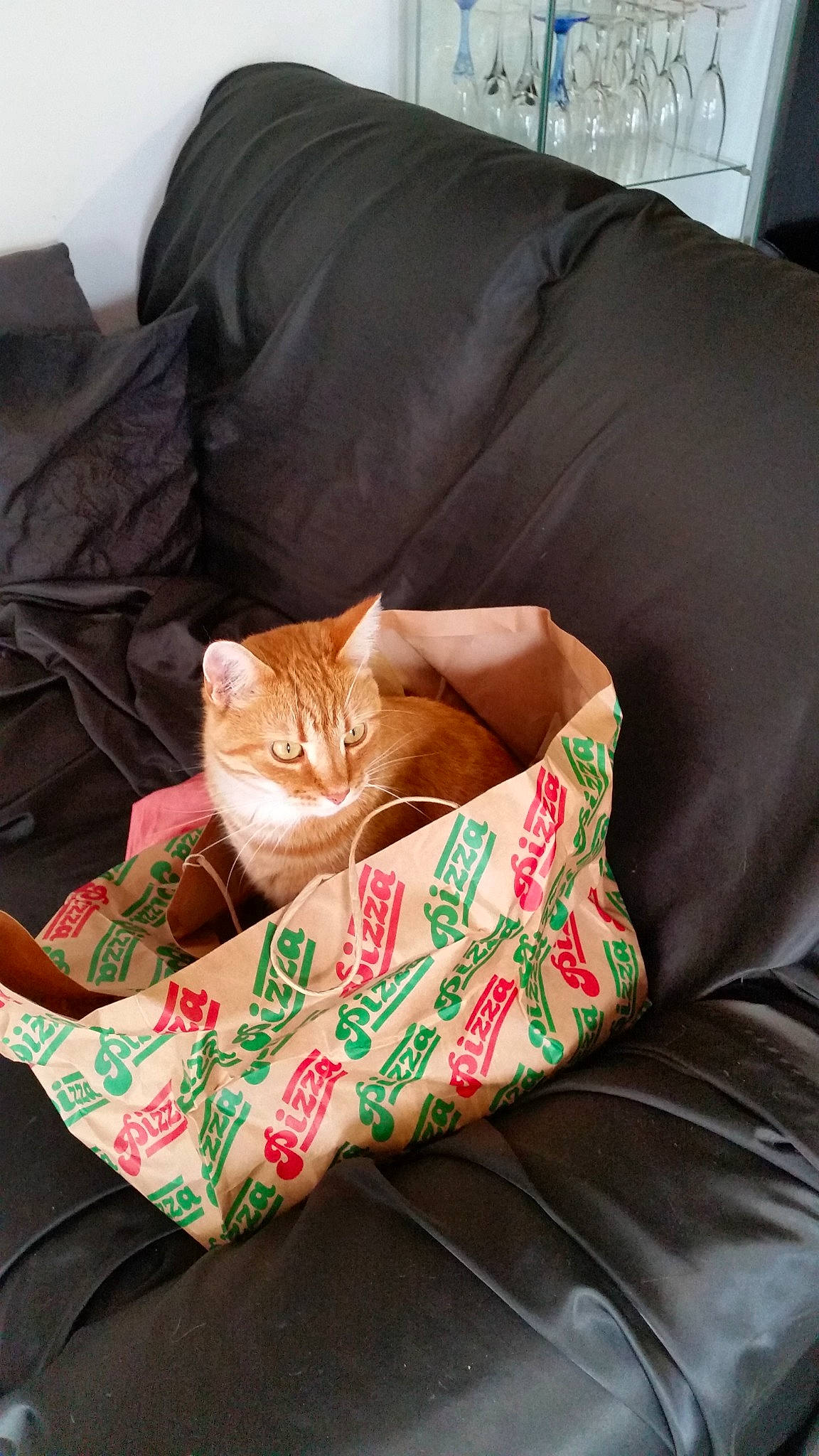 Percée a rejoint le concours — aidez-le/la à gagner de superbes lots ! asian, bed_sheet, bedding, carnivore, cat, comfort, couch, cushion, felidae, fur, furniture, kitten, linens, nap, pillow, room, sleep, small_to_medium_sized_cats, textile, whiskers