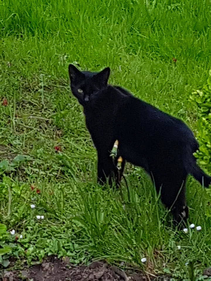 Hadés a rejoint le concours — aidez-le/la à gagner de superbes lots ! black_cat, bombay, carnivore, cat, domestic_short_haired_cat, felidae, grass, grass_family, lawn, meadow, plant, small_to_medium_sized_cats, tail, whiskers, wildlife