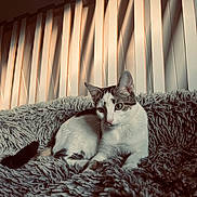 Arlo a rejoint le concours — aidez-le/la à gagner de superbes lots ! cat, black_and_white, pet, animal, feline, portrait, sitting, lying_down, blanket, shaggy_blanket, cozy, indoors, window, blinds, warm_lighting, dramatic_lighting, whiskers, ears, eyes, relaxed
