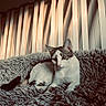 cat, black_and_white, pet, animal, feline, portrait, sitting, lying_down, blanket, shaggy_blanket, cozy, indoors, window, blinds, warm_lighting, dramatic_lighting, whiskers, ears, eyes, relaxed