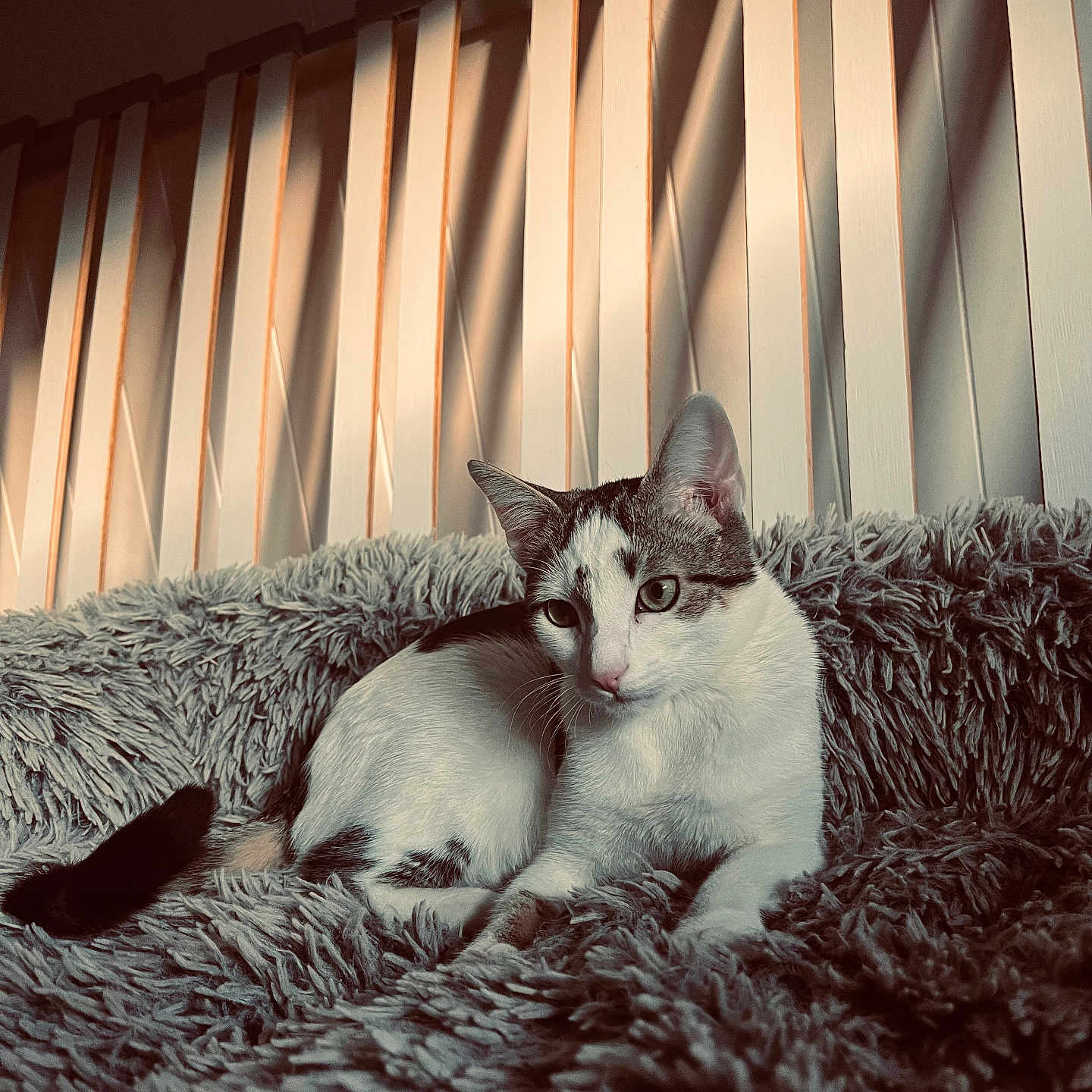 Arlo