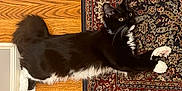 Sebastian joined the competition — help win amazing prizes! cat, tuxedo_cat, black_and_white, pet, indoor, floor, wood_floor, oriental_rug, curious, feline, whiskers, paws, domestic_cat, laying_down, fur, animal, household, relaxed, cute, companion