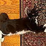 cat, tuxedo_cat, black_and_white, pet, indoor, floor, wood_floor, oriental_rug, curious, feline, whiskers, paws, domestic_cat, laying_down, fur, animal, household, relaxed, cute, companion