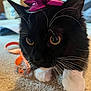 Sebastian joined the competition — help win amazing prizes! animal, black_cat, carpet, cat, close_up, curious, cute, domestic_cat, ears, eyes, feline, fur, indoor, orange_ribbon, pet, pink_bow, playful, whiskers, white_paws