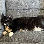 Sebastian is registered to the contest to win money with this photo: cat, tuxedo_cat, black_and_white, feline, pet, indoor, couch, furniture, relaxing, whiskers, fur, paw, ears, wide_eyes, home, cozy, domestic_animal, resting, long_fur, curious