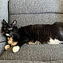 cat, tuxedo_cat, black_and_white, feline, pet, indoor, couch, furniture, relaxing, whiskers, fur, paw, ears, wide_eyes, home, cozy, domestic_animal, resting, long_fur, curious