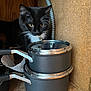 Sebastian is registered to the contest to win money with this photo: cat, black_and_white, kitten, pots, stacked_pots, cabinet, wooden_cabinet, paper_towel, metal_conduit, indoor, curious, pet, feline, collar, bell, whiskers, floor, domestic, closeup, shadow