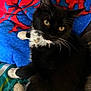 Sebastian is registered to the contest to win money with this photo: cat, tuxedo_cat, pet, feline, black_and_white, whiskers, collar, indoor, blanket, colorful, blue, red, pattern, fur, animal, cute, relaxed, lying_down, curious, closeup