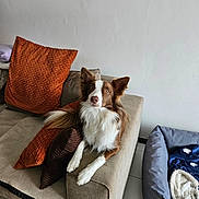 Venus participe au concours pour gagner de l'argent avec cette photo : dog, brown_and_white, couch, pillows, orange_pillow, brown_pillow, dog_bed, blankets, indoor, pet, furniture, floor_tiles, white_wall, relaxed, looking_at_camera, cozy, companion_animal, domestic, household, resting