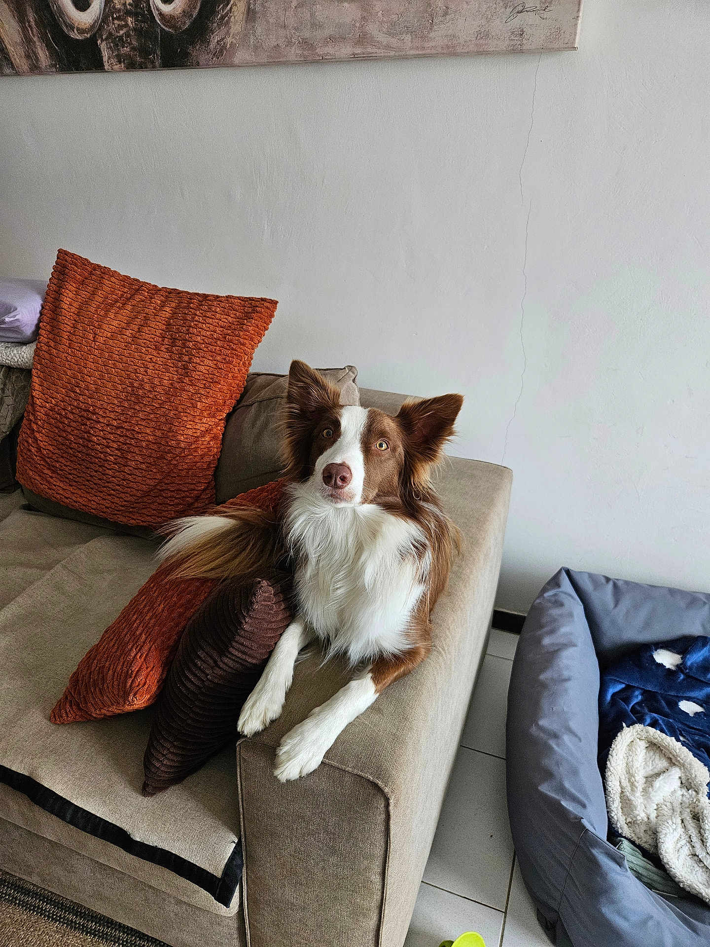 Venus participe au concours pour gagner de l'argent avec cette photo : dog, brown_and_white, couch, pillows, orange_pillow, brown_pillow, dog_bed, blankets, indoor, pet, furniture, floor_tiles, white_wall, relaxed, looking_at_camera, cozy, companion_animal, domestic, household, resting