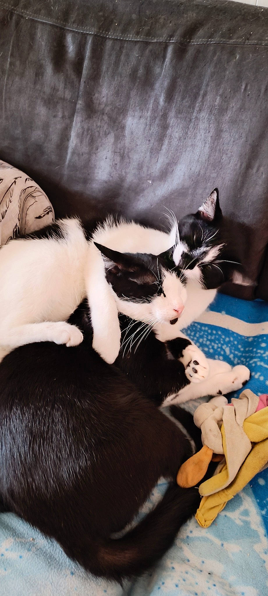 Iron a rejoint le concours — aidez-le/la à gagner de superbes lots ! carnivore, cat, claw, comfort, domestic_short_haired_cat, felidae, formal_wear, fur, lap, linens, nap, paw, small_to_medium_sized_cats, tail, whiskers