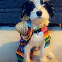 dog, puppy, black_and_white, fluffy, sombrero, rainbow_poncho, costume, indoor, floor, couch, pet, cute, adorable, small_dog, sitting, face, fur, collar, heart_icon, colorful