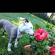Gracie is registered to the contest to win money with this photo: dog, flower, hibiscus, greenery, grass, outdoor, nature, plant, pet, curious, sniffing, sunlight, leaf, bush, garden, animal, canine, summer, colorful, closeup