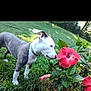 dog, flower, hibiscus, greenery, grass, outdoor, nature, plant, pet, curious, sniffing, sunlight, leaf, bush, garden, animal, canine, summer, colorful, closeup