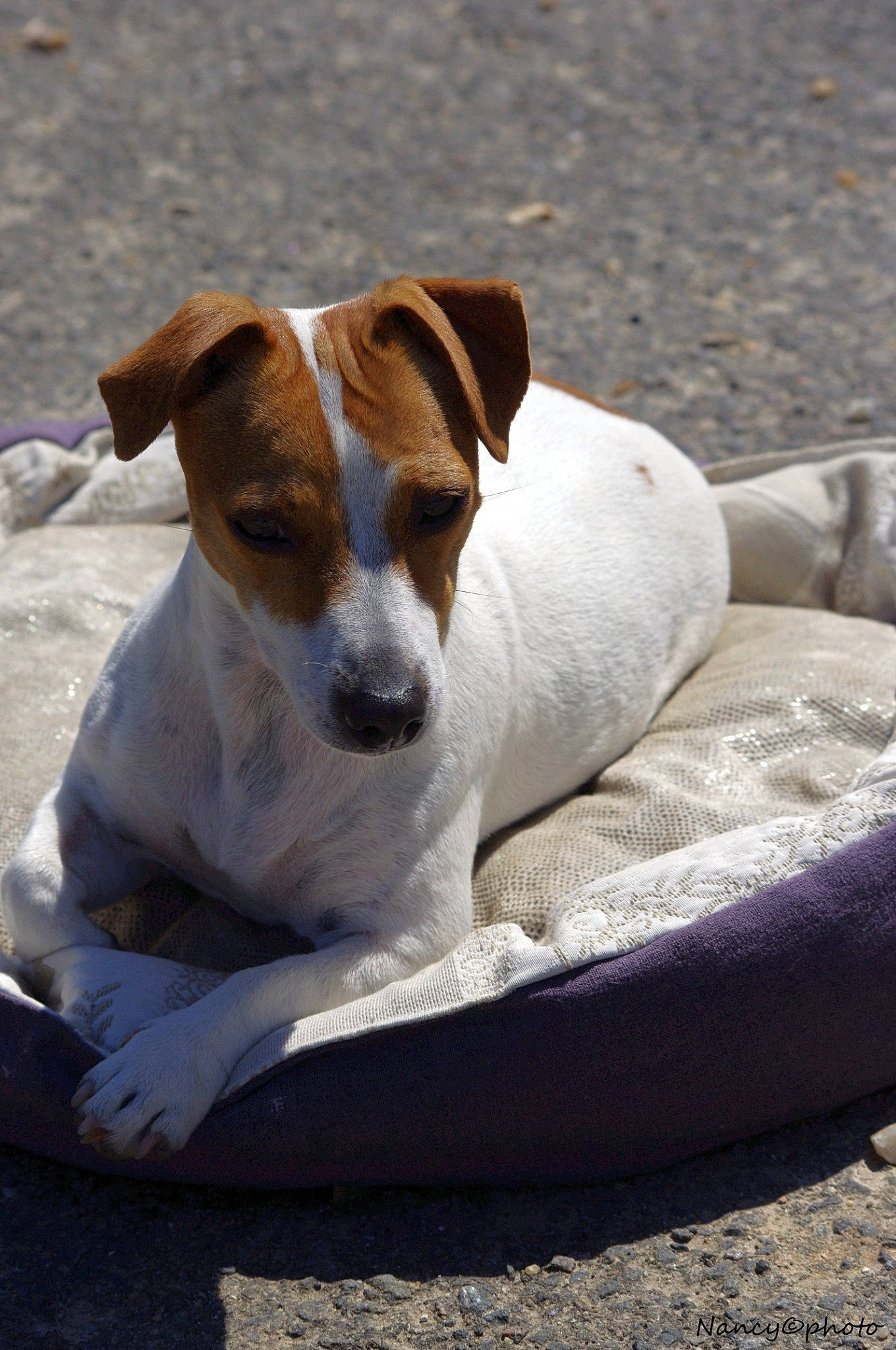 Lili participe au concours pour gagner de l'argent avec cette photo : canidae, carnivore, chilean_fox_terrier, collar, comfort, companion_dog, cup, dog, dog_breed, drinkware, fawn, irishjacks, paw, snout, sporting_group, terrestrial_animal, terrier, whiskers