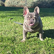 Big Mac joined the competition — help win amazing prizes! animal, backyard, canine, cute, daylight, dog, ears_up, french_bulldog, grass, greenery, happy, leash, mammal, nature, outdoor, pet, smiling, standing, sunlight, tongue_out