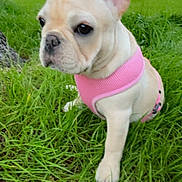 Inkd'S Mrs Diva is registered to the contest to win money with this photo: dog, french_bulldog, puppy, pink_harness, grass, outdoor, greenery, pet, animal, cute, sitting, young_dog, ears, nose, daylight, nature, mammal, canine, portrait, looking_away