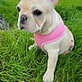dog, french_bulldog, puppy, pink_harness, grass, outdoor, greenery, pet, animal, cute, sitting, young_dog, ears, nose, daylight, nature, mammal, canine, portrait, looking_away