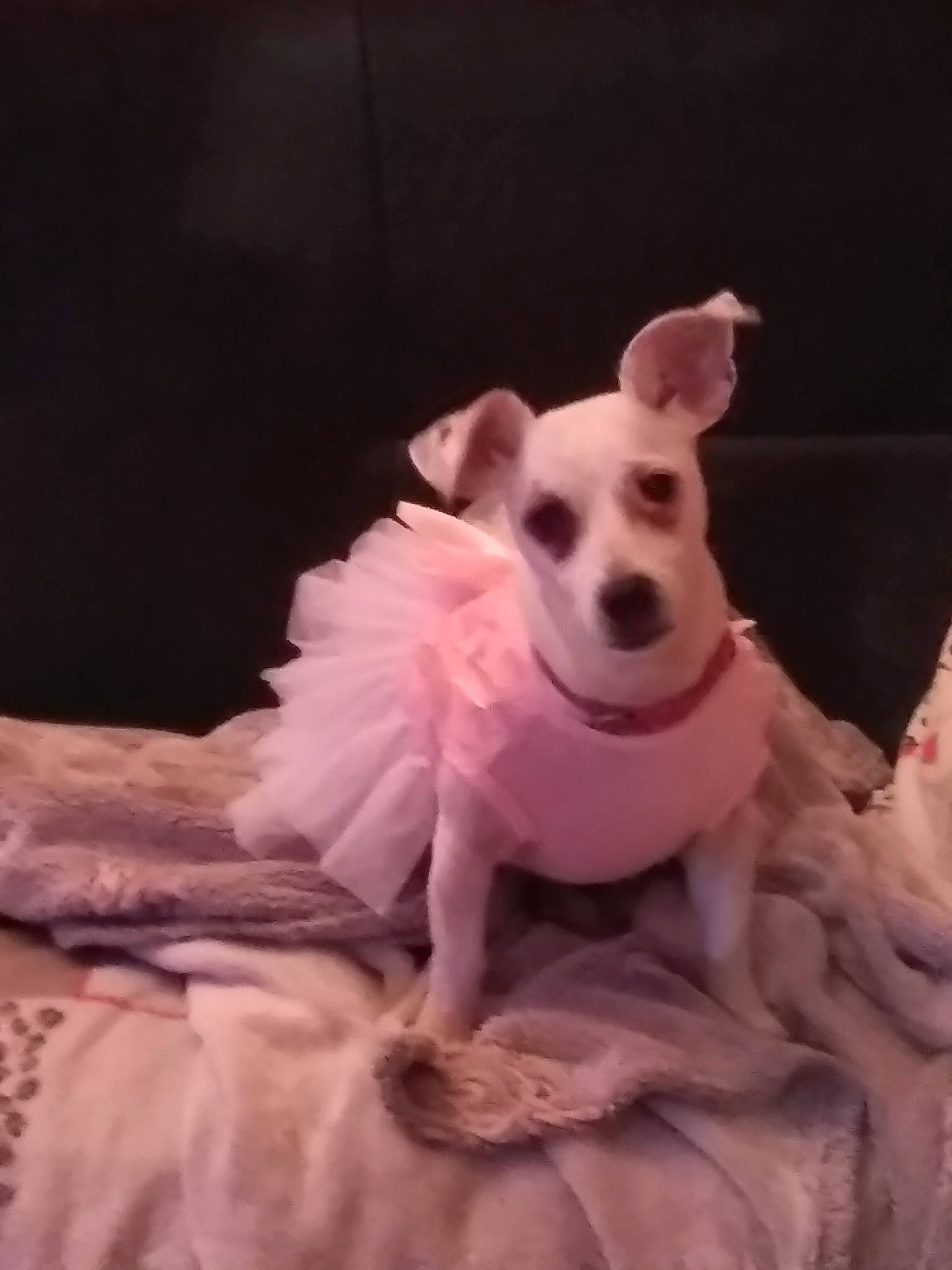 Izzie a rejoint le concours — aidez-le/la à gagner de superbes lots ! canidae, carnivore, collar, companion_dog, dog, dog_breed, dog_clothes, dog_collar, dog_supply, fawn, fur, non_sporting_group, peach, pet_supply, pink, snout, sporting_group, toy, working_animal, working_dog